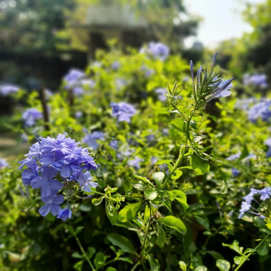 Vom Vom Garden House Đà Nẵng